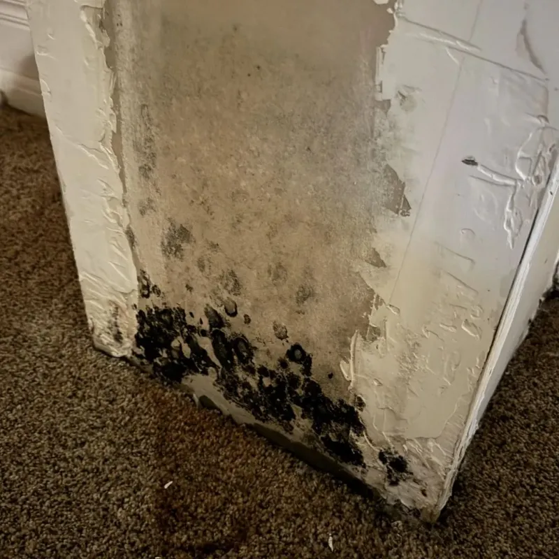 Professional Mold Removal in Prairie City, IA